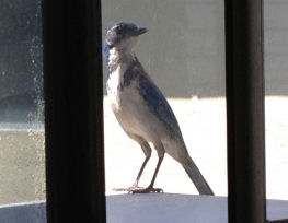 jay02