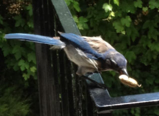 jay04